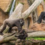 Los BIOPARC llaman a invertir en el planeta más extraordinario para conmemorar el Día de la Tierra