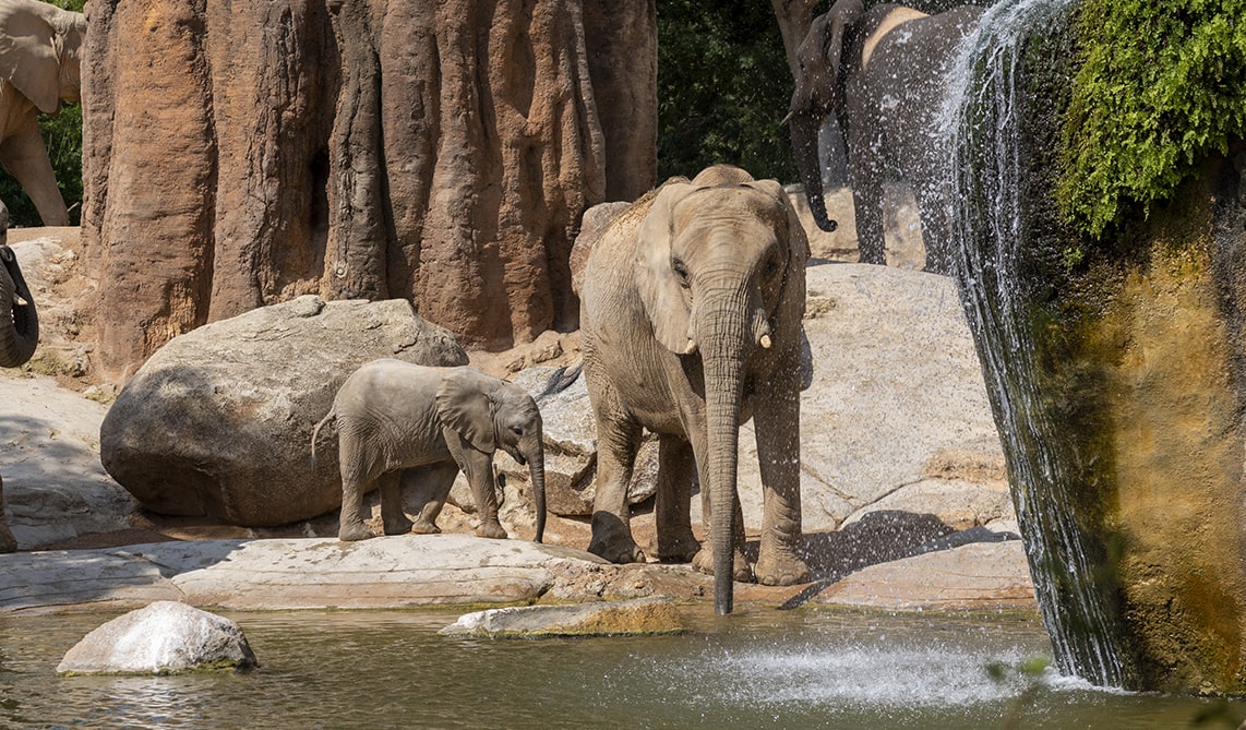 Los BIOPARC y la Fundación trabajan en la conservación in situ y ex situ de los elefantes