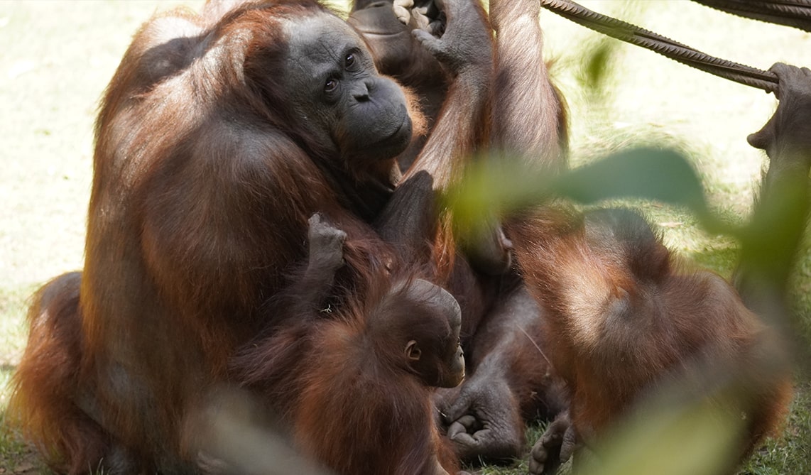 Los BIOPARC y la Fundación trabajan en la conservación in situ y ex situ de los orangutanes