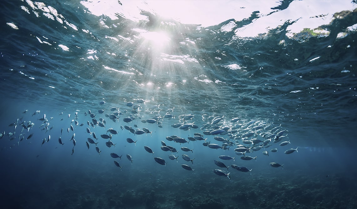 La Fundación BIOPARC y Marine Stewardship Council (MSC) se unen por la conservación de los océanos