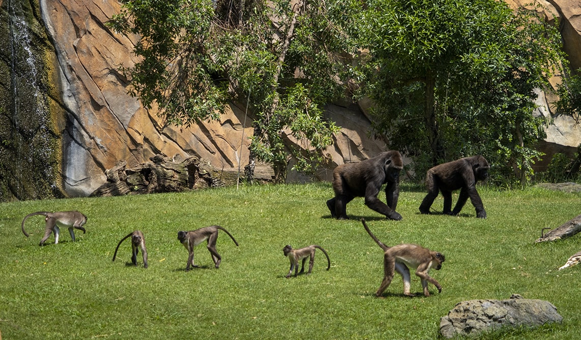 Gorilas y mangabeys en las selvas ecuatoriales de BIOPARC Valencia