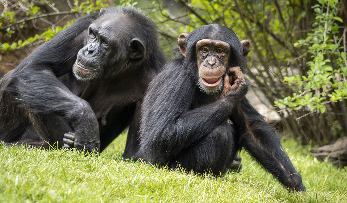 El pequeño chimpancé Djibril junto a otra hembra en BIOPARC Valencia