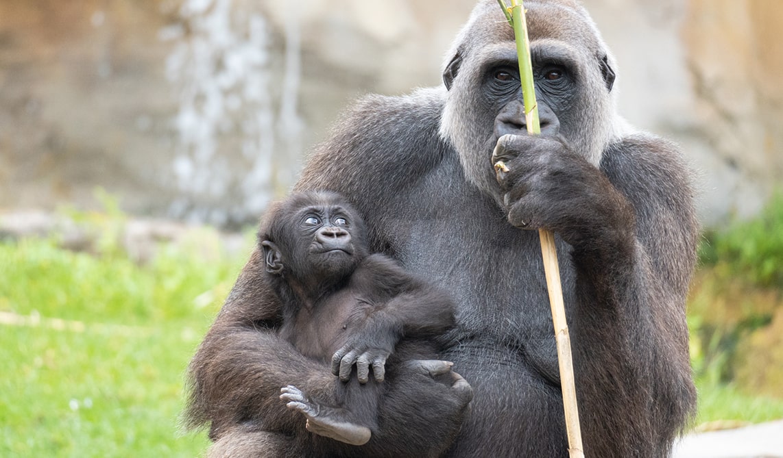 Día Internacional de los Primates - gorilas en BIOPARC Fuengirola