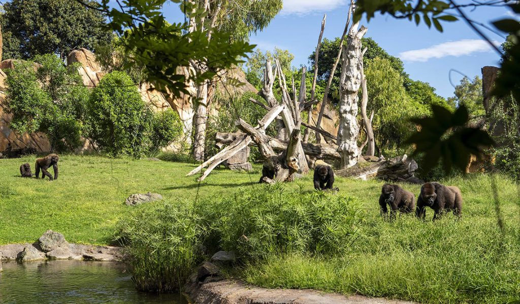 Los BIOPARC albergan el grupo más numeroso de gorilas en España y desde la Fundación se lanza un mensaje de esperanza hacia esta especie en peligro crítico de extinción