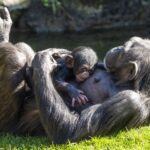 Educación Ambiental: La Fundación BIOPARC y los parques de Valencia, Fuengirola y Acuario de Gijón referentes en la “lucha contra la indiferencia”