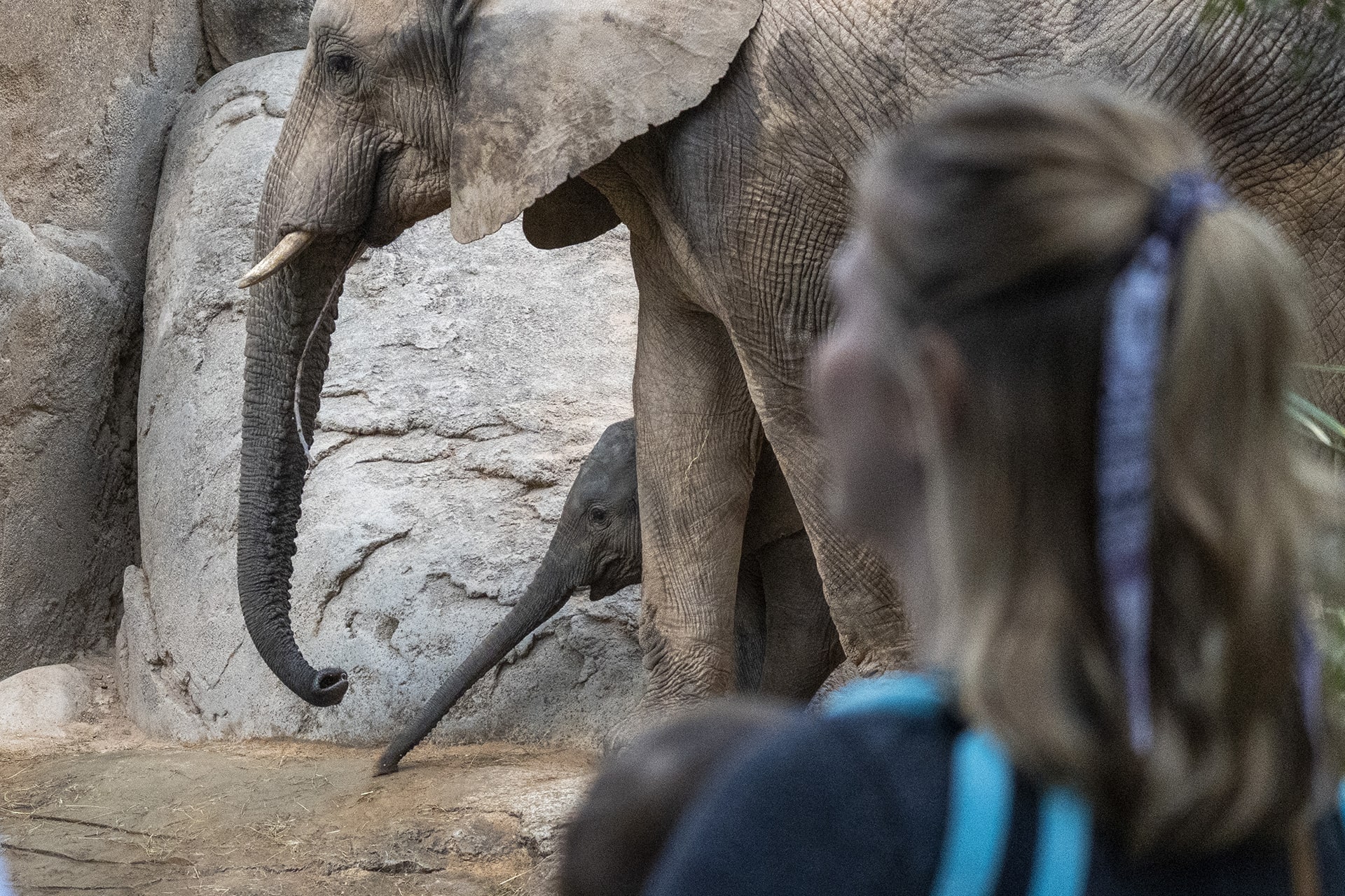 Educación Ambiental en BIOPARC Valencia - Visitantes observando a una cría de elefante junto a su madre