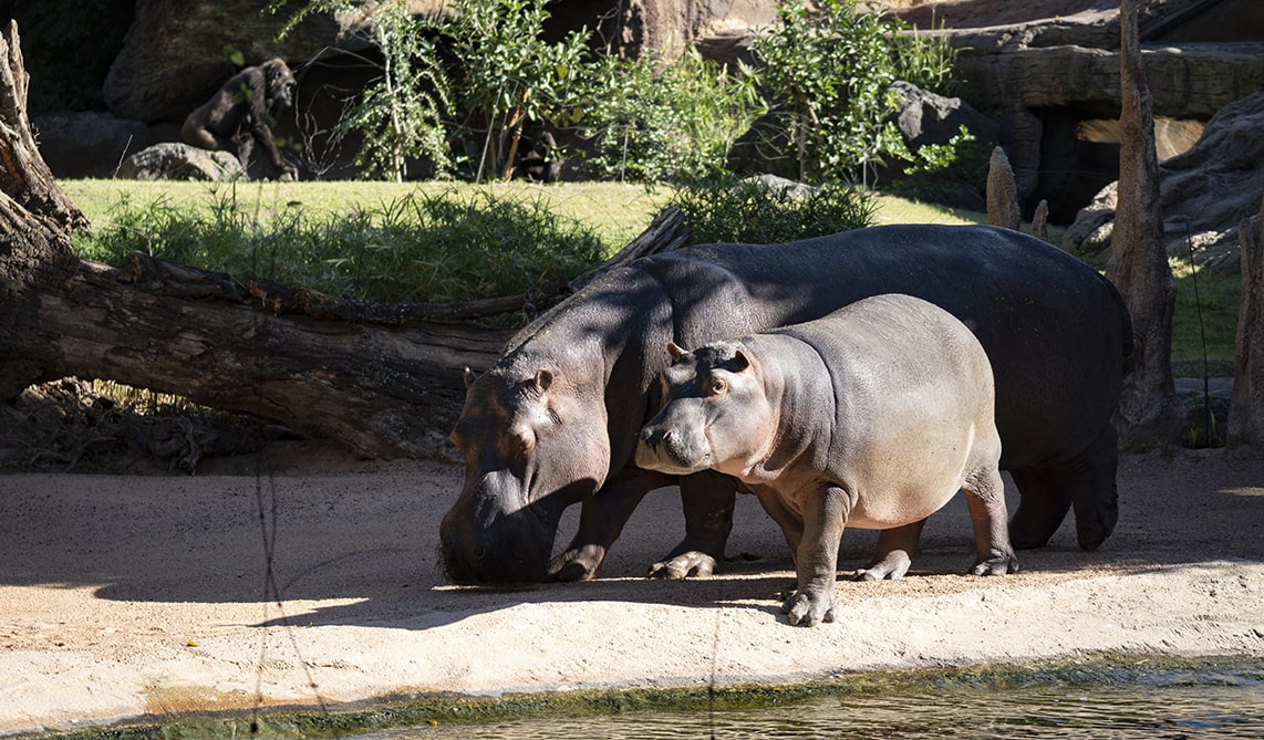 Hipopótamos en BIOPARC Valencia