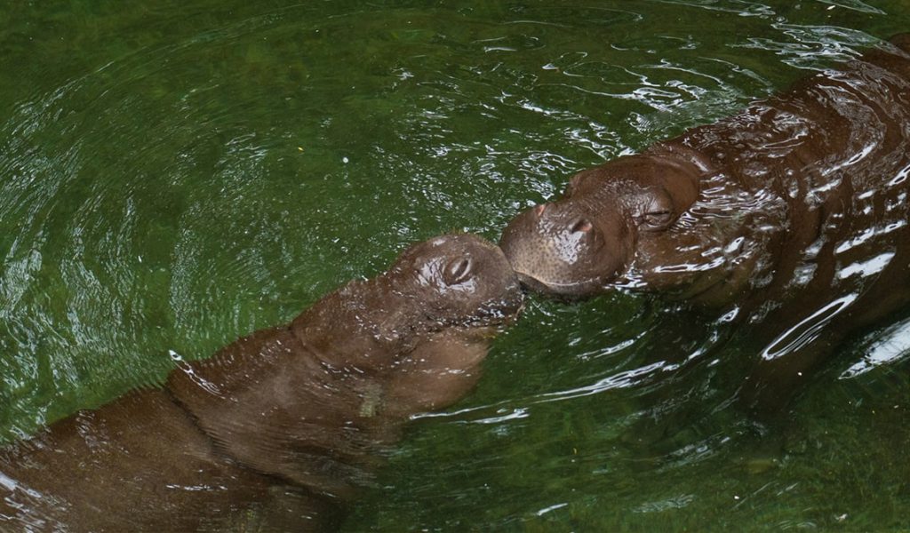 Los BIOPARC destacan la existencia de dos especies de hipopótamo en la celebración de su Día Mundial