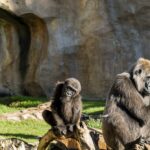 En el Día de la Tierra 2024 los BIOPARC apelan a nuestra condición de naturaleza para motivar hacia la conservación de nuestro planeta