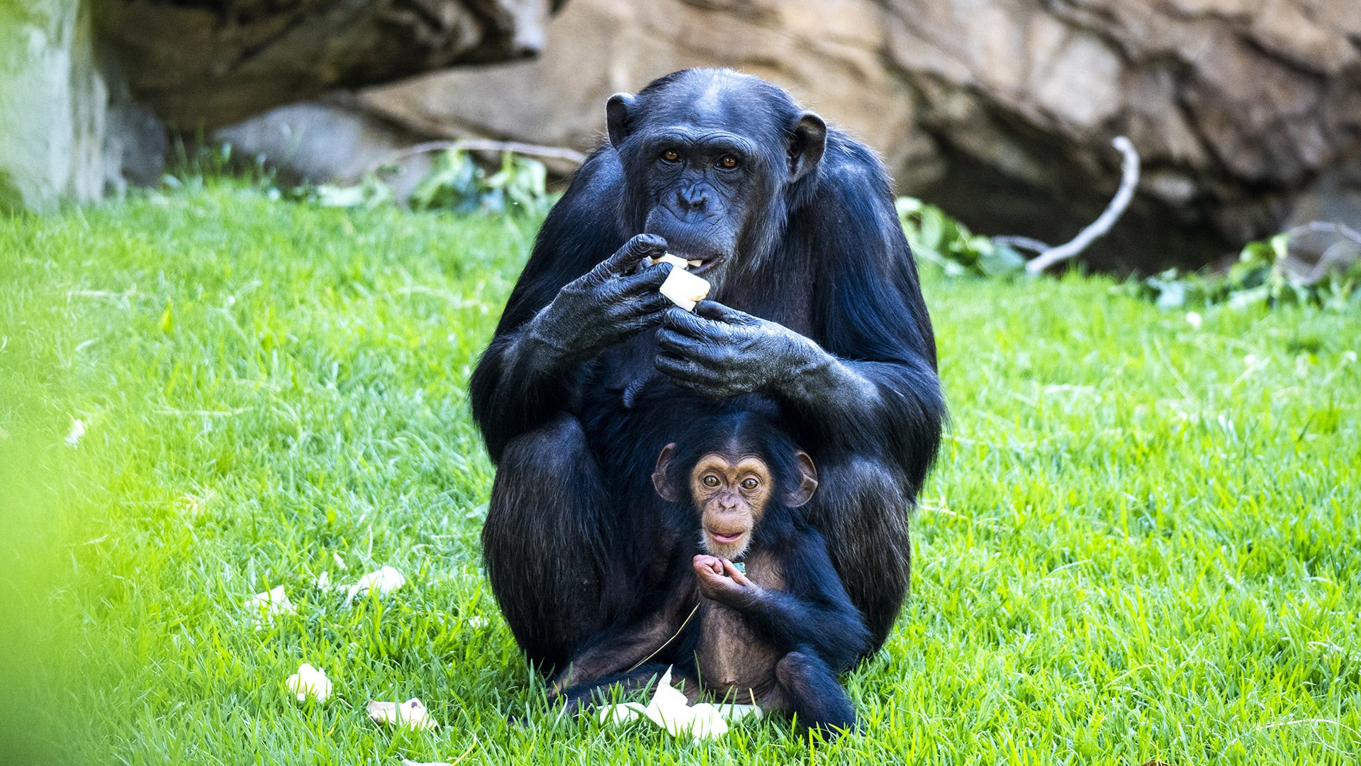 Chimpancés en la selva ecuatorial de BIOPARC Valencia