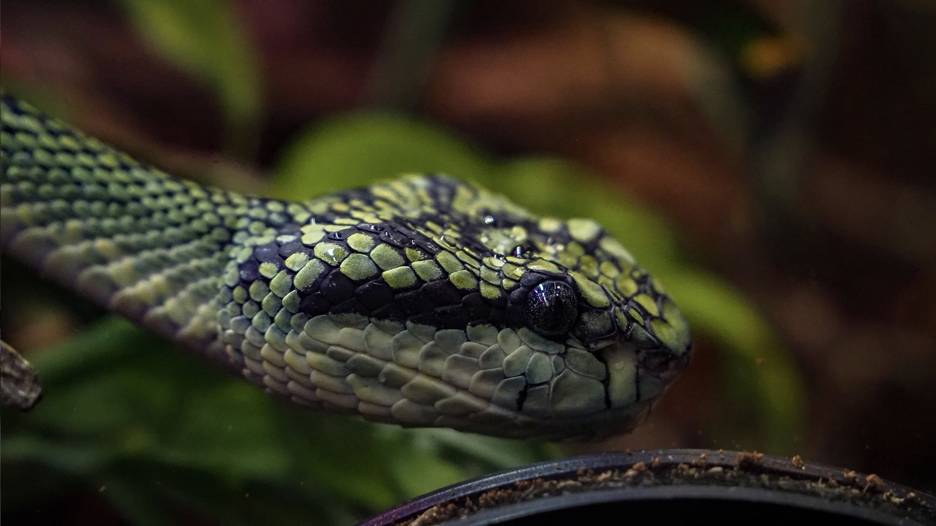 Crotalo de Sri Lanka en BIOPARC Acuario de Gijón