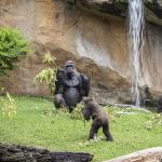 Los BIOPARC se suman al Día de la Madre Tierra con un mensaje de esperanza y acción