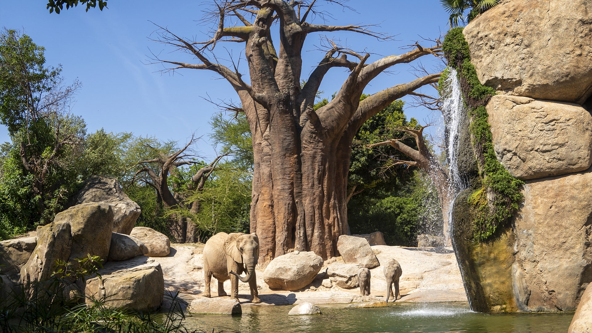 Manada de elefantes en BIOPARC Valencia