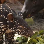 Cría de tapir malayo en BIOPARC Fuengirola