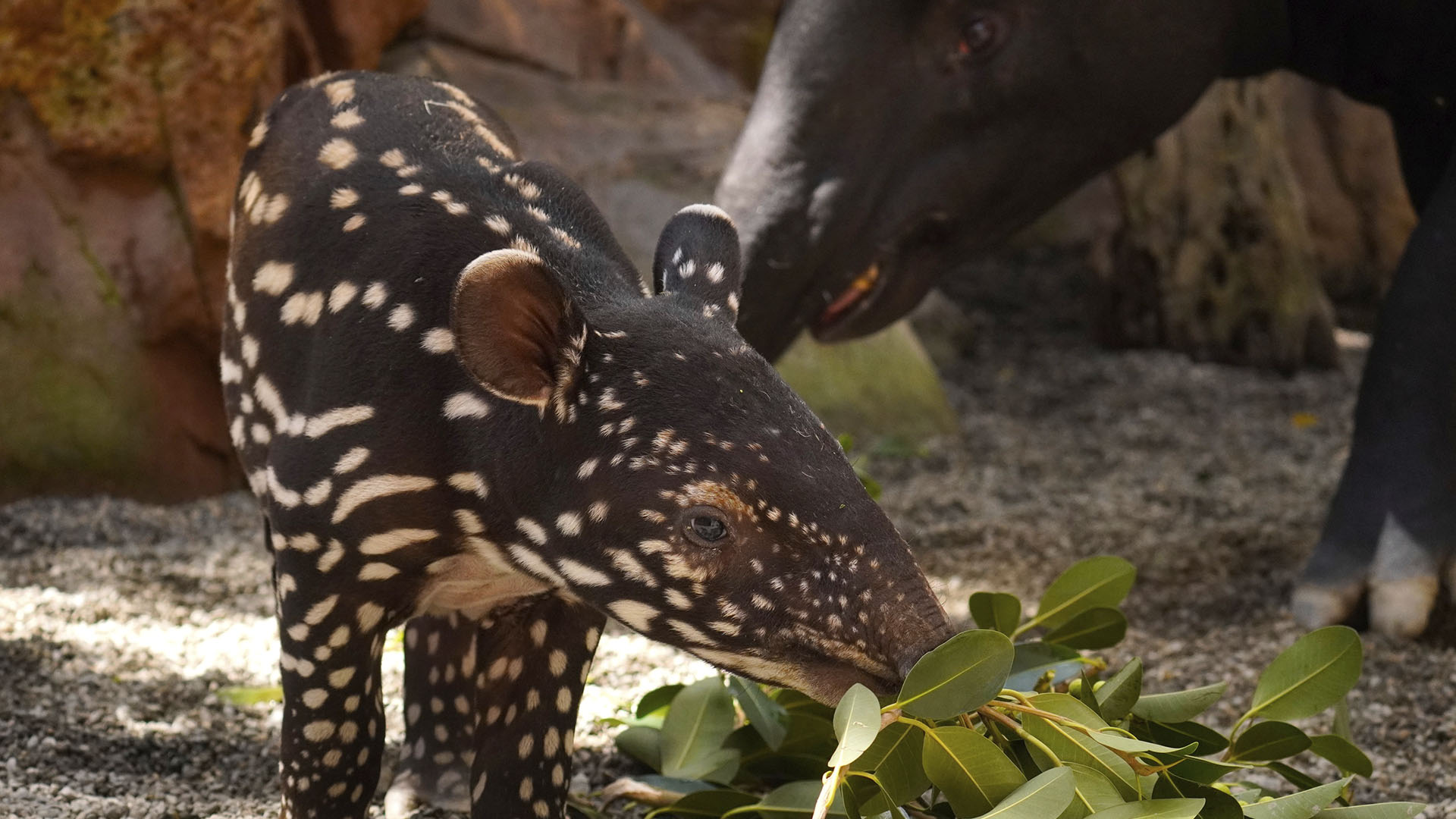 Cría de tapir malayo en BIOPARC Fuengirola