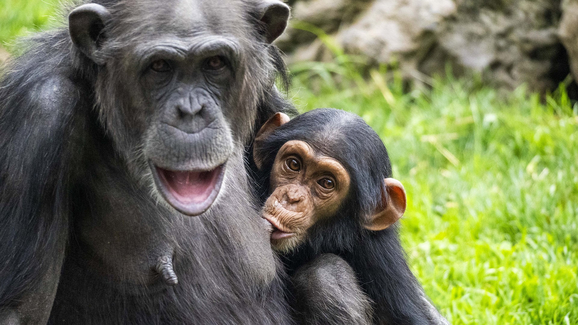 Chimpancés en la selva ecuatorial de BIOPARC Valencia