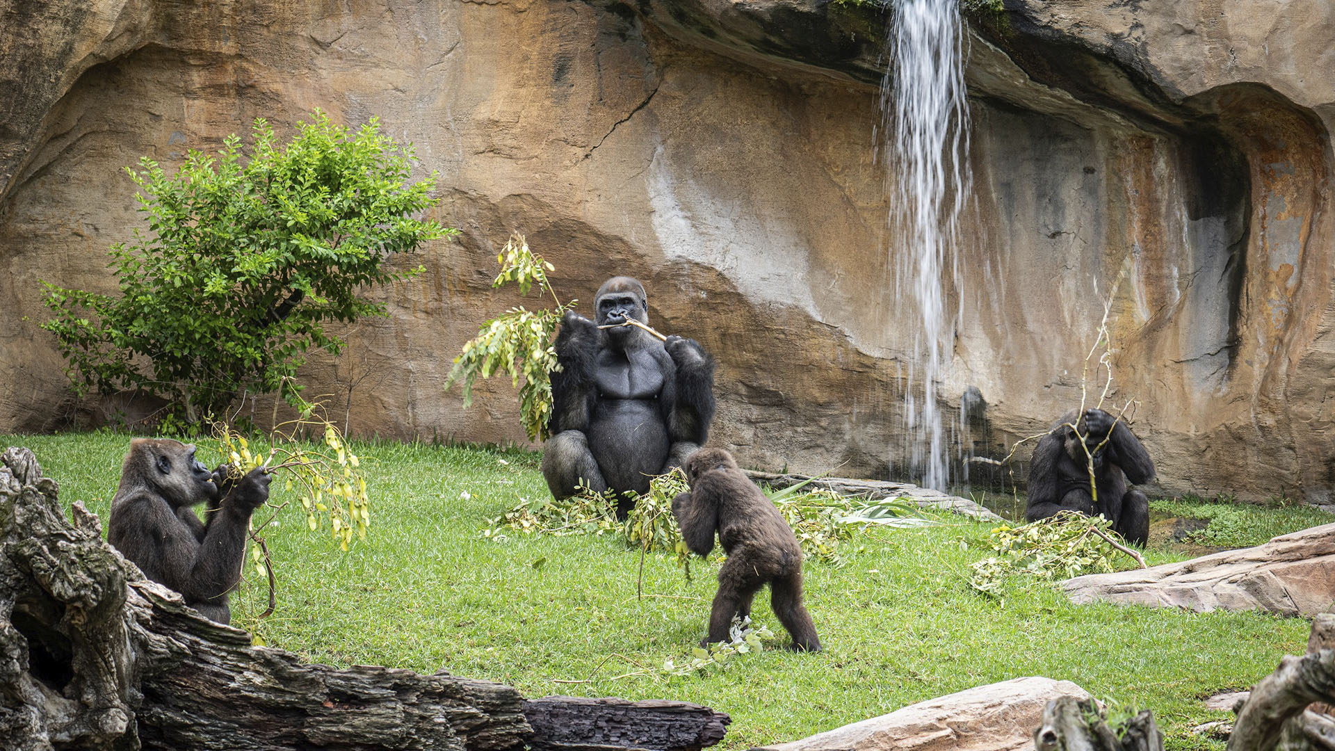 Familia de gorilas en BIOPARC Fuengirola