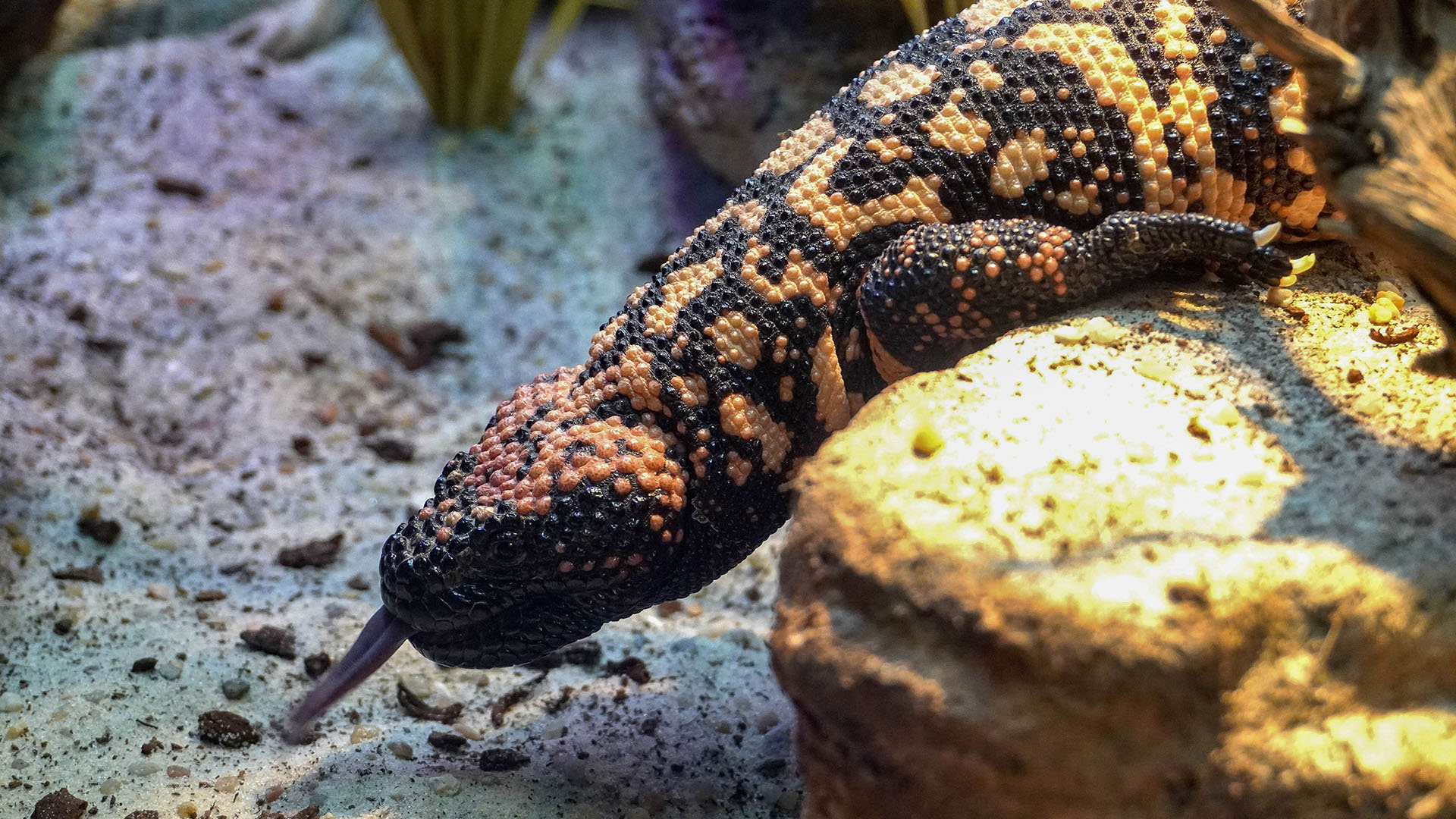 Monstruo de Gila - BIOPARC Acuario de Gijón ha inaugurado recientemente la exposición Veneno Naturaleza Letal