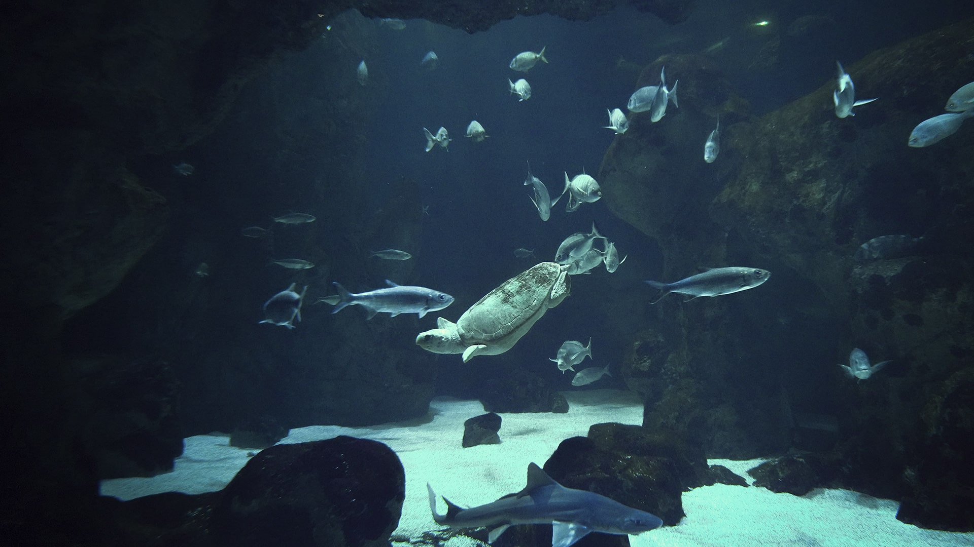 Oceanario en BIOPARC Acuario de Gijón