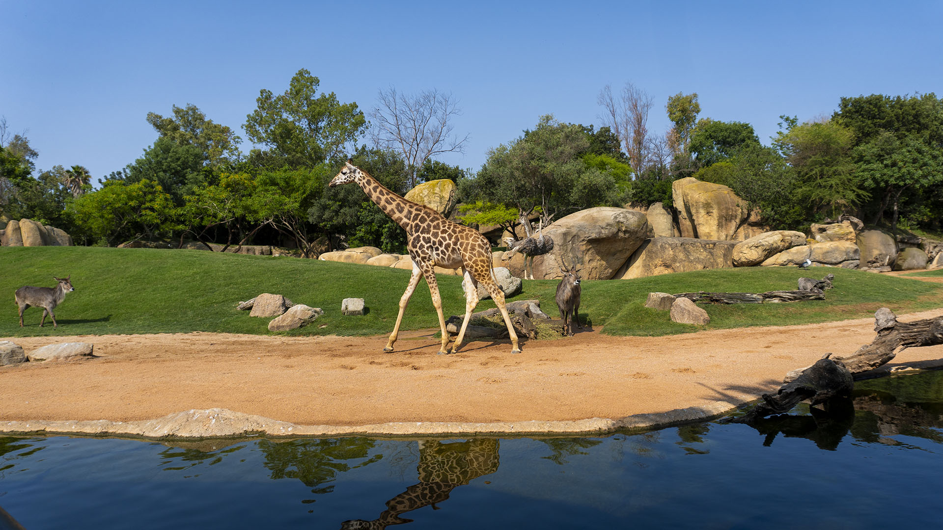 Día Mundial del Medio Ambiente - Animales en la sabana africana de BIOPARC Valencia