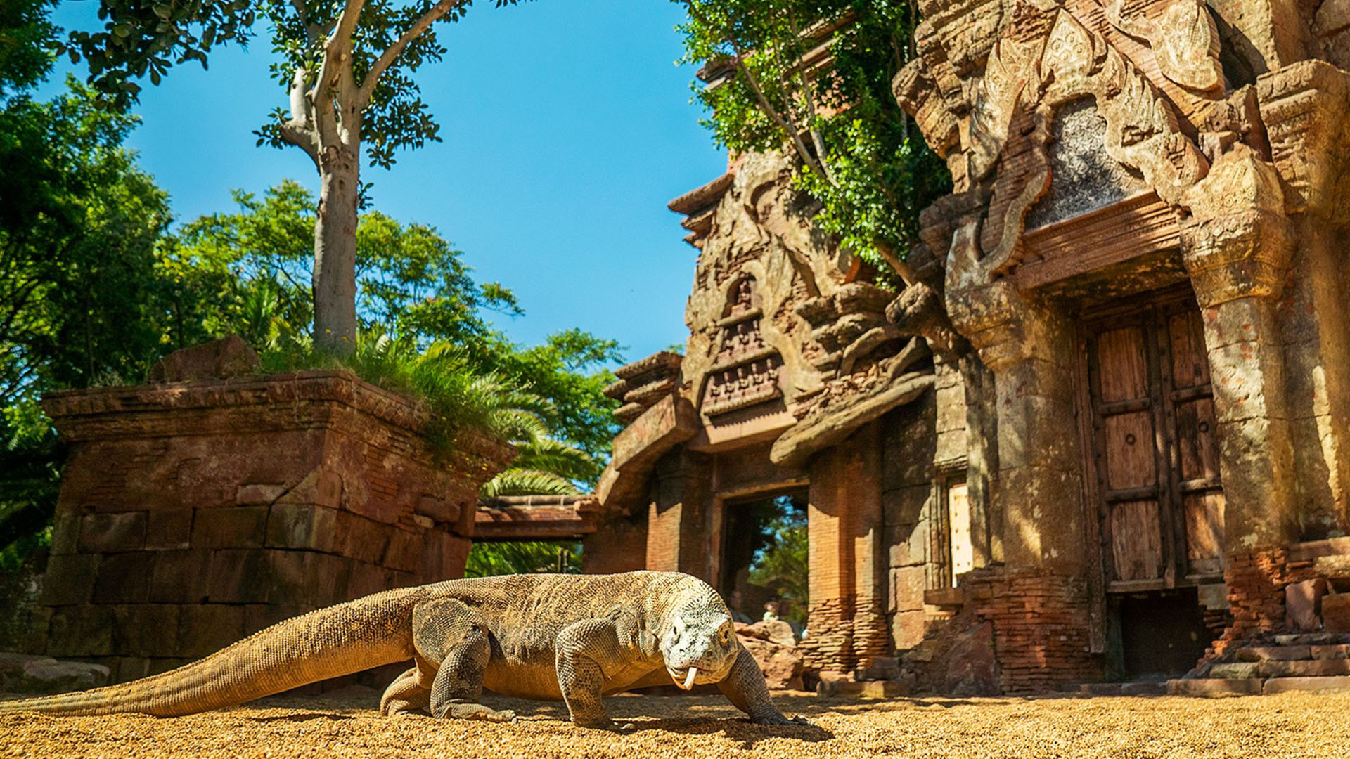 Dragón de Komodo en BIOPARC Fuengirola