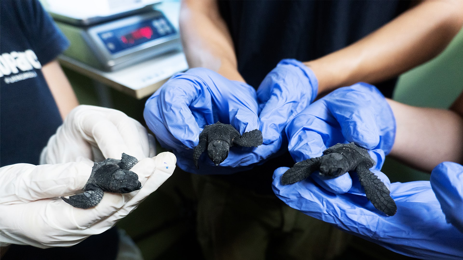 Tortugas bobas nacidas en BIOPARC Fuengirola son reintroducidas en el mar