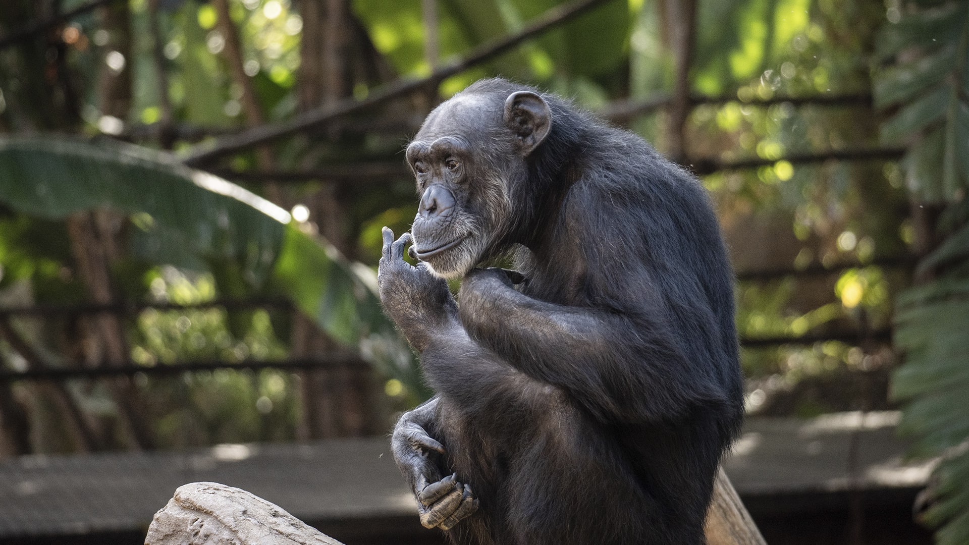 Chimpancé en la selva de BIOPARC Fuengirola