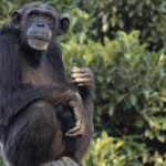 BIOPARC se suma a la doble celebración conservacionista, una jornada crucial para chimpancés y tiburones