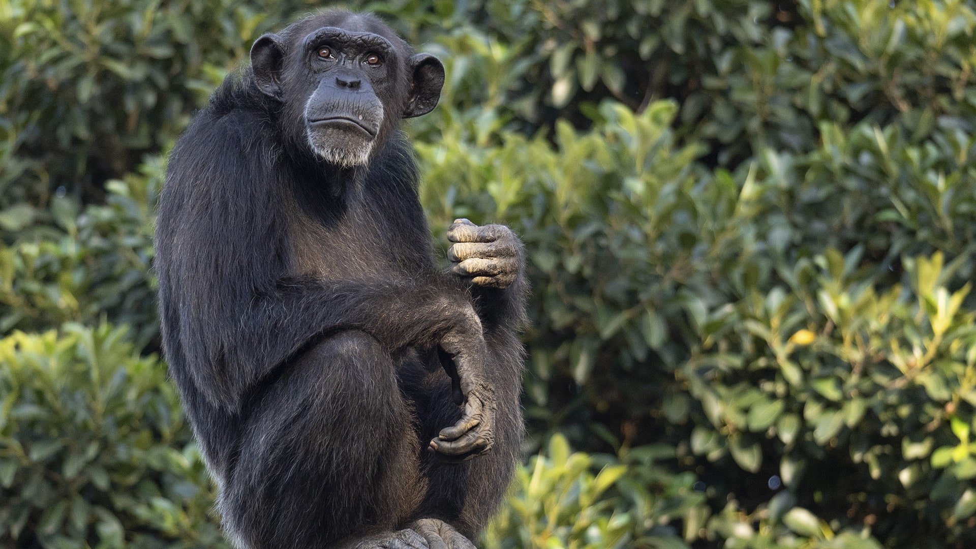 BIOPARC se suma a la doble celebración conservacionista, una jornada crucial para chimpancés y tiburones