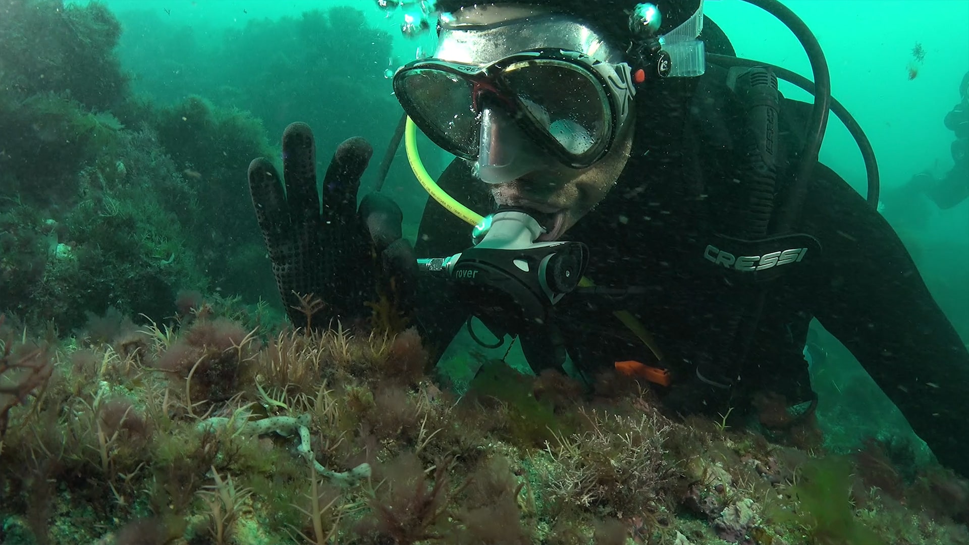 Reintroducción de tiburones pintarrojas en el Cantábrico. Acción de BIOPARC Acuario de Gijón