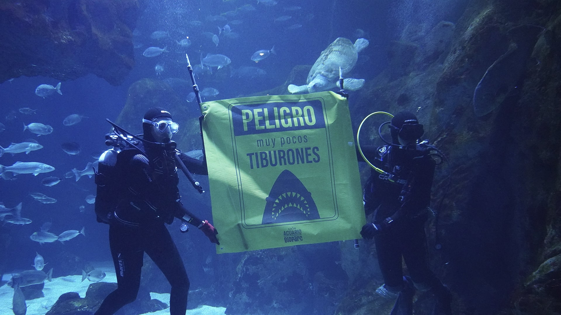 BIOPARC se suma a la doble celebración conservacionista, una jornada crucial para chimpancés y tiburones