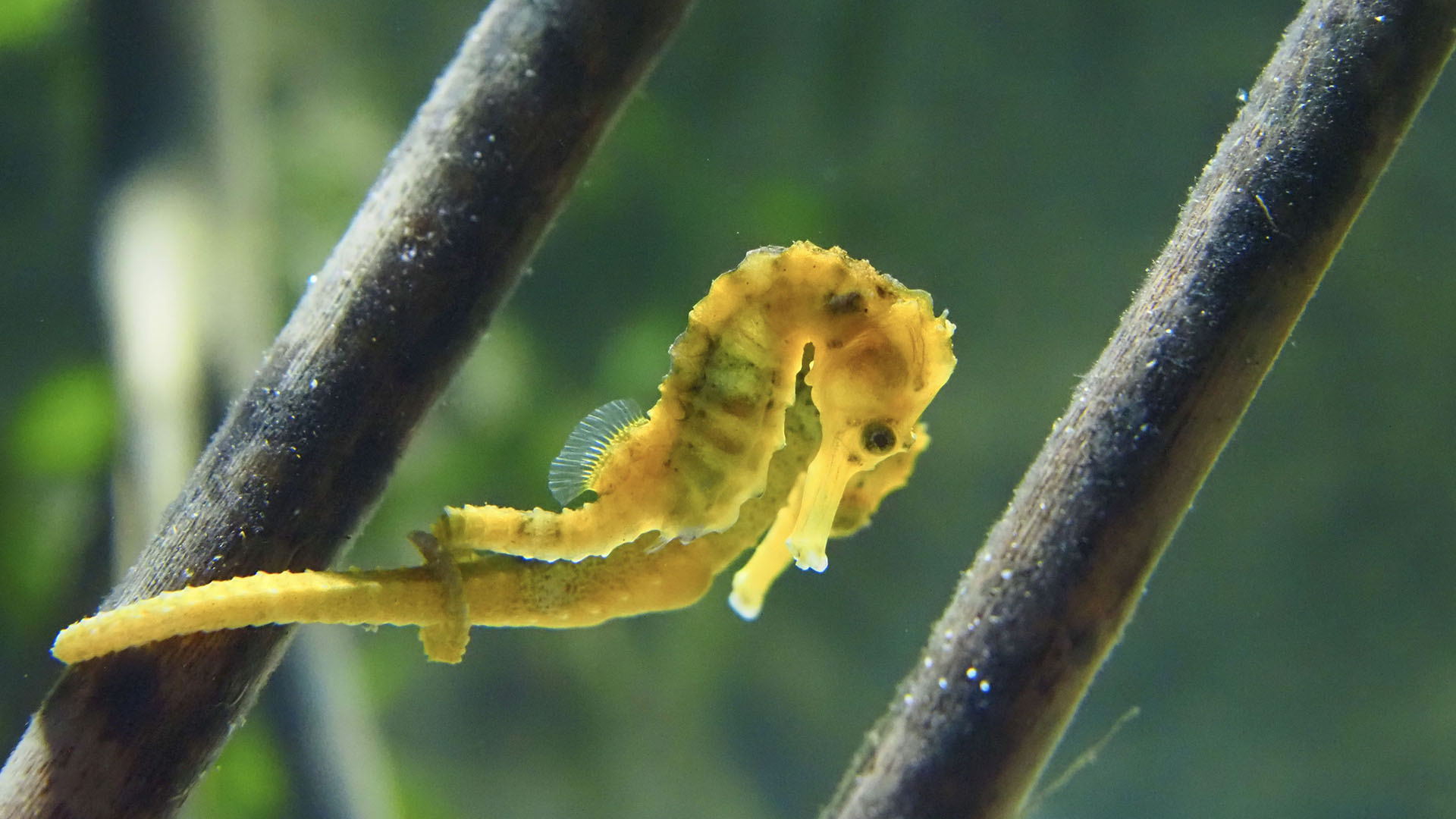 Caballitos de mar en BIOPARC Acuario de Gijón