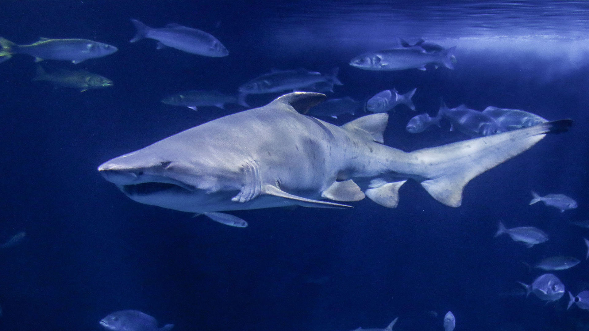 Tiburón toro en BIOPARC Acuario de Gijón