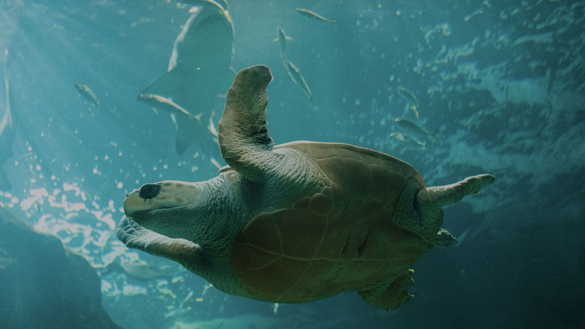 Tortuga boba en BIOPARC Acuario de Gijón