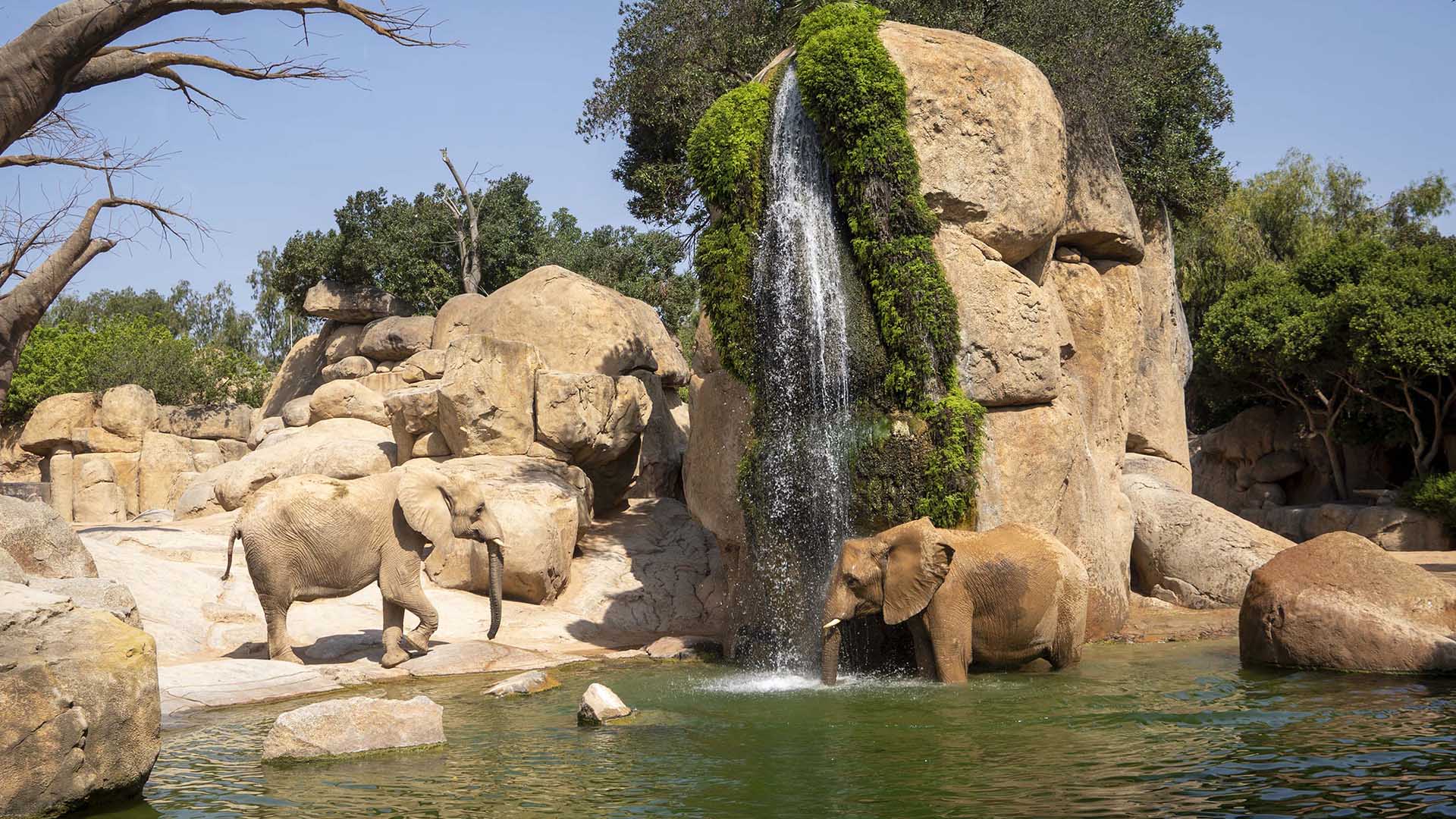 Lago de los elefantes en BIOPARC Valencia