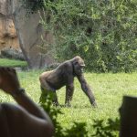 BIOPARC se une al Día Mundial del Gorila impulsando su conocimiento para evitar su extinción
