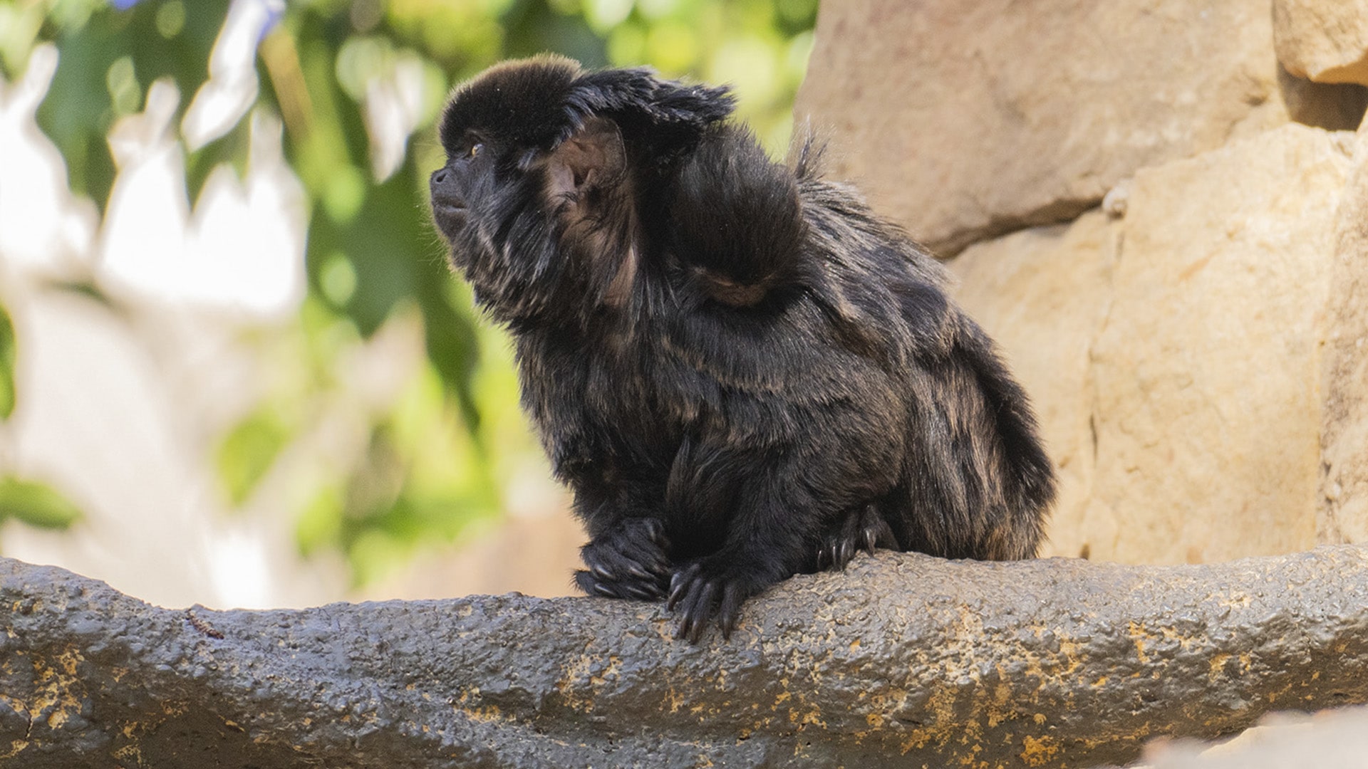 Cría tití goeldi en BIOPARC Fuengirola