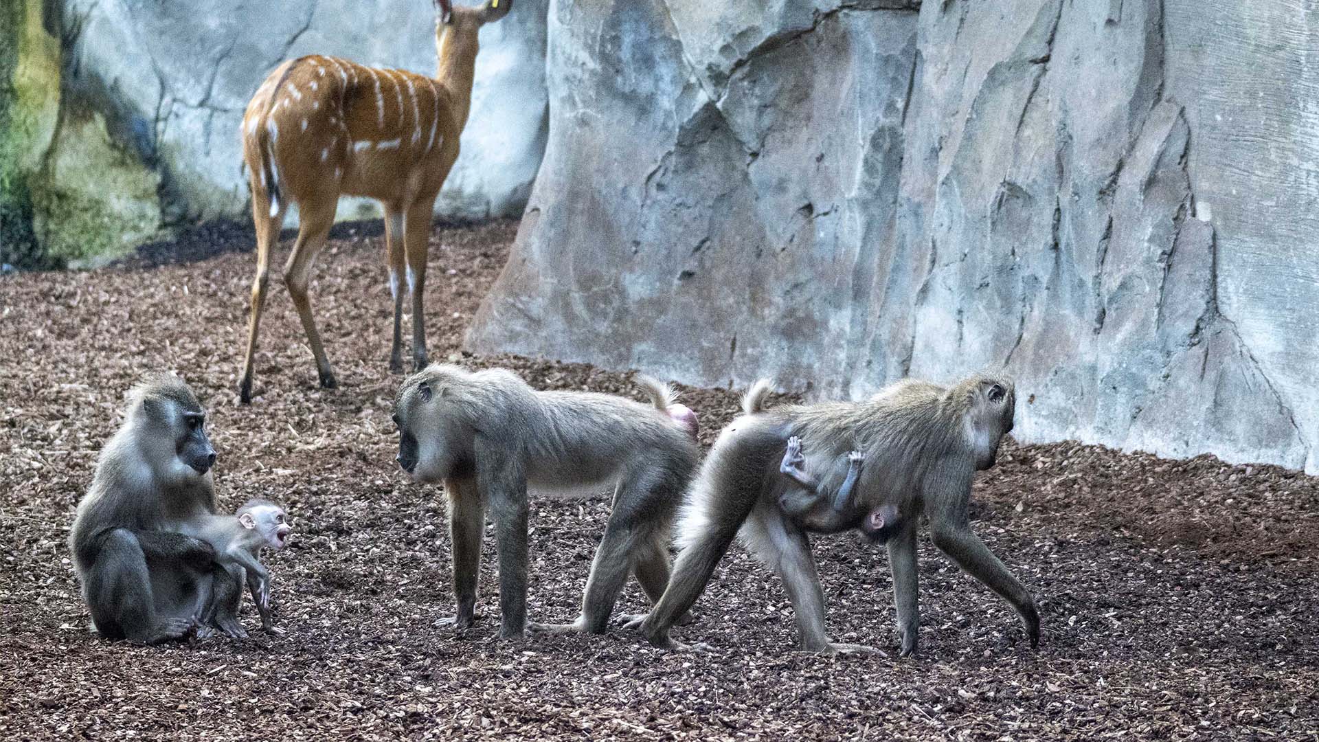 Crías de dril en la selva ecuatorial de BIOPARC Valencia