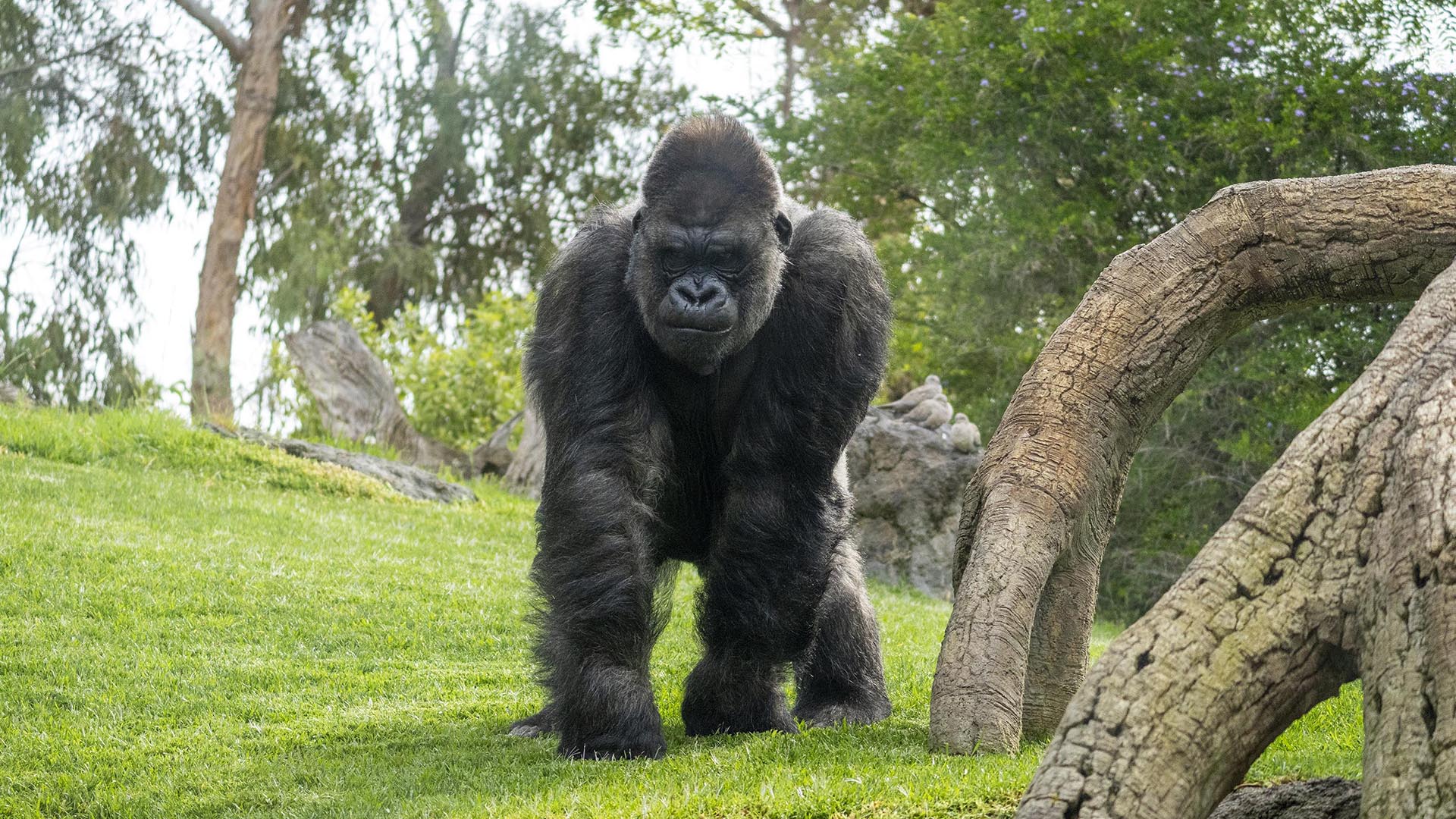 El gorila Jitu en la selva ecuatorial de BIOPARC Valencia