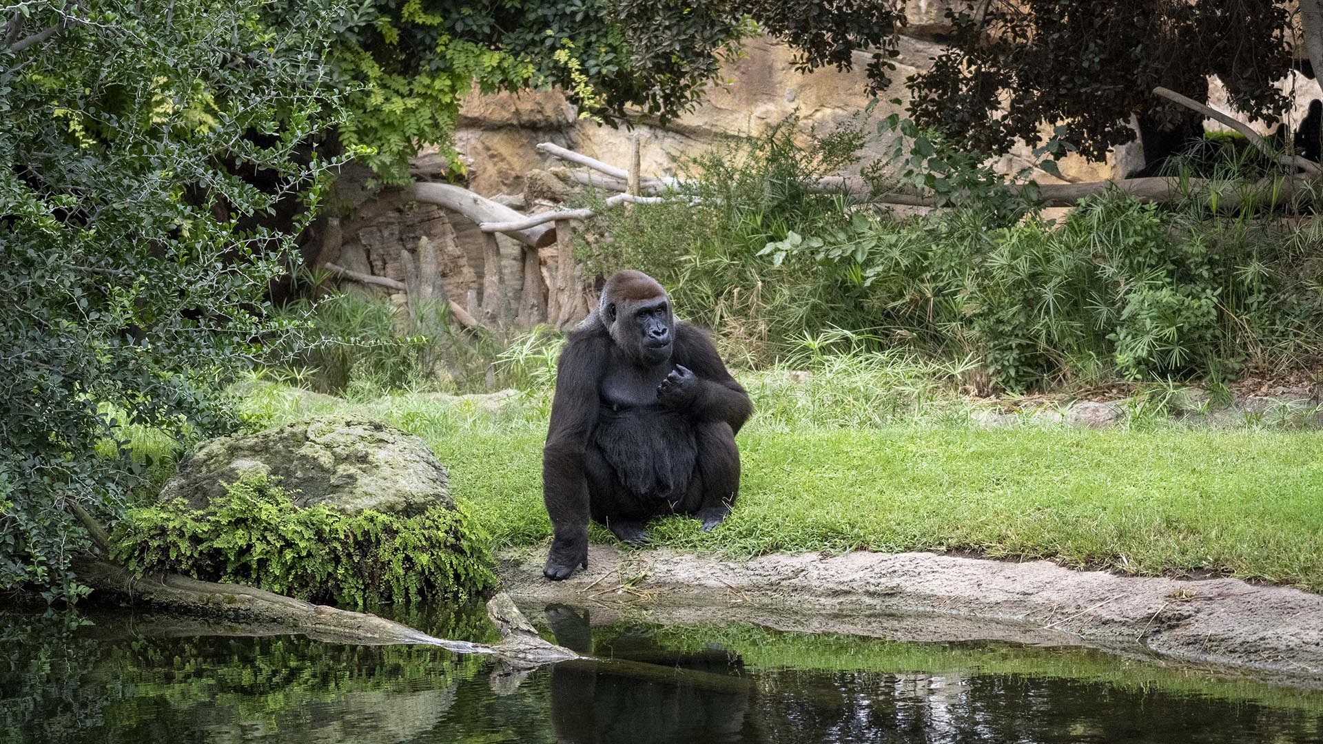 BIOPARC se une al Día Mundial del Gorila impulsando su conocimiento para evitar su extinción