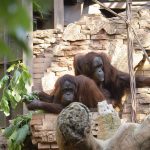 Orangutanes en BIOPARC Fuengirola - Dia Internacional de los Primates
