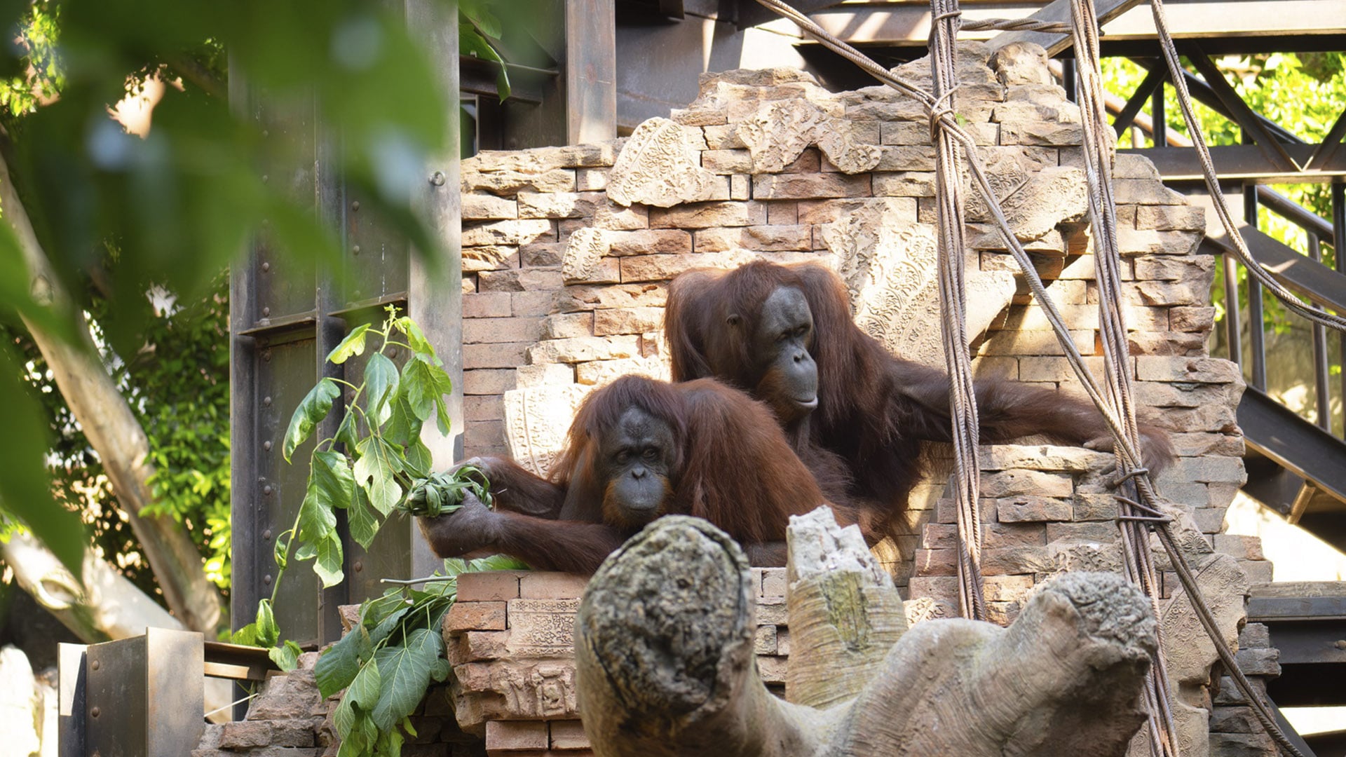 Orangutanes en BIOPARC Fuengirola - Dia Internacional de los Primates