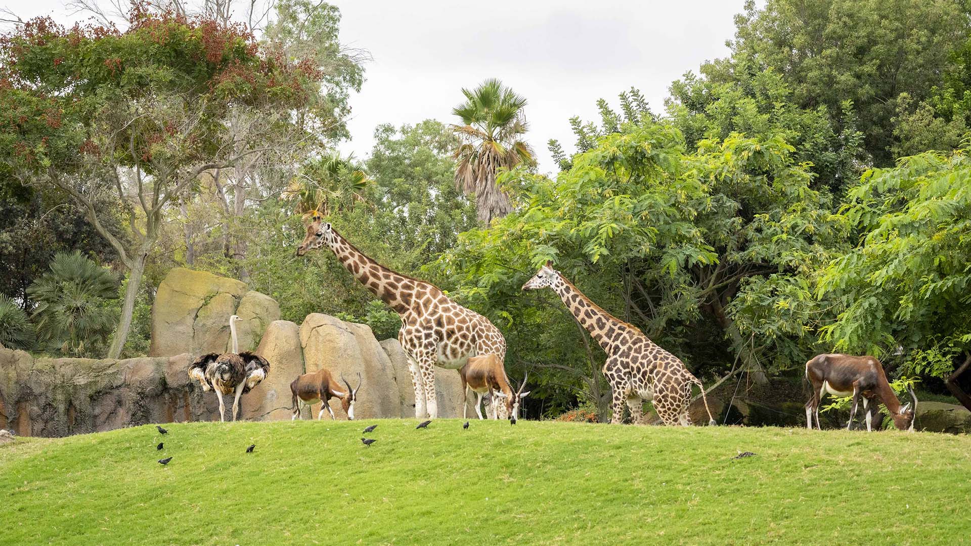 Día Mundial de los Animales y las personas que los cuidan - BIOPARC Valencia