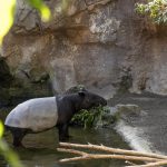 BIOPARC llama a combatir la indiferencia para proteger a los animales en peligro de extinción