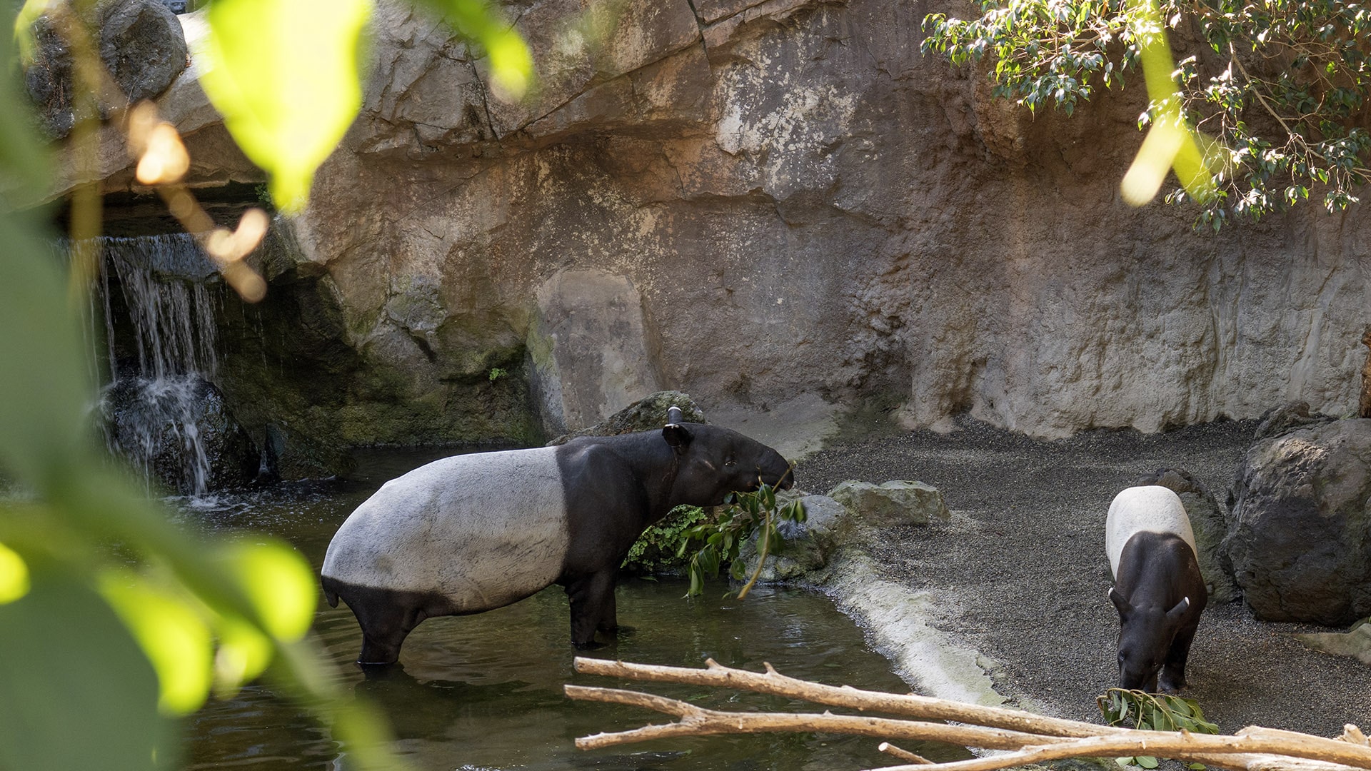BIOPARC llama a combatir la indiferencia para proteger a los animales en peligro de extinción