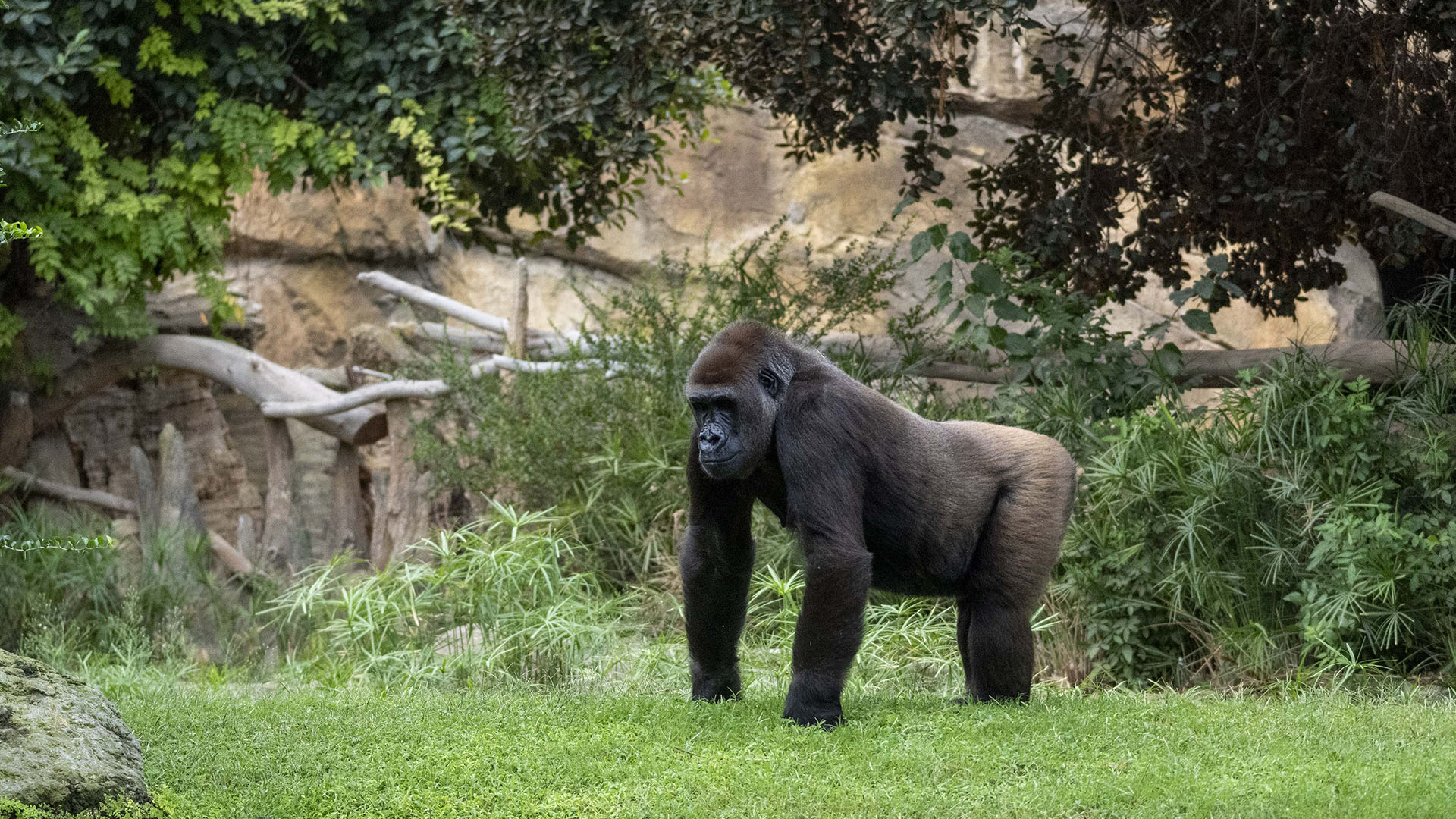 Gorila en BIOPARC Valencia