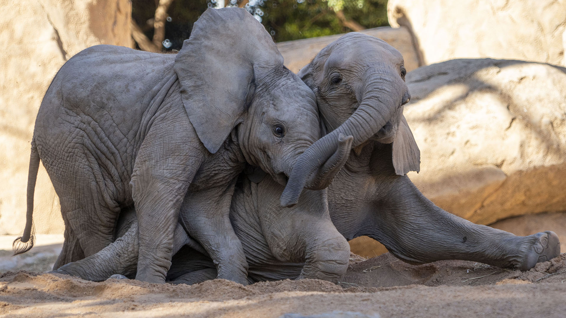 Elefantes en BIOPARC Valencia