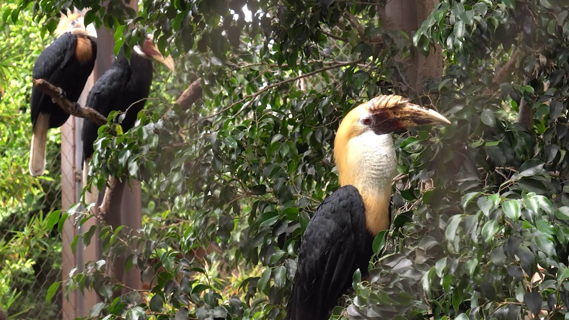 cálao de Papúa en BIOPARC Fuengirola