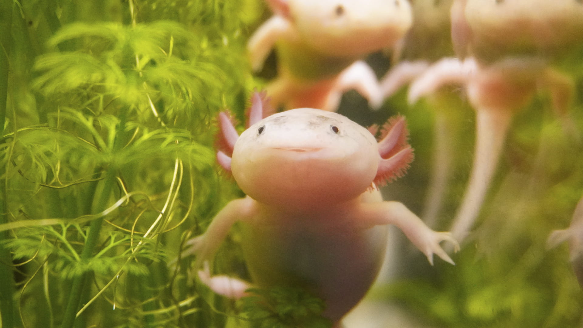 Los BIOPARC celebran el Día Mundial de los Humedales poniendo en valor los conocimientos tradicionales y el patrimonio cultural ligado a estos ecosistemas