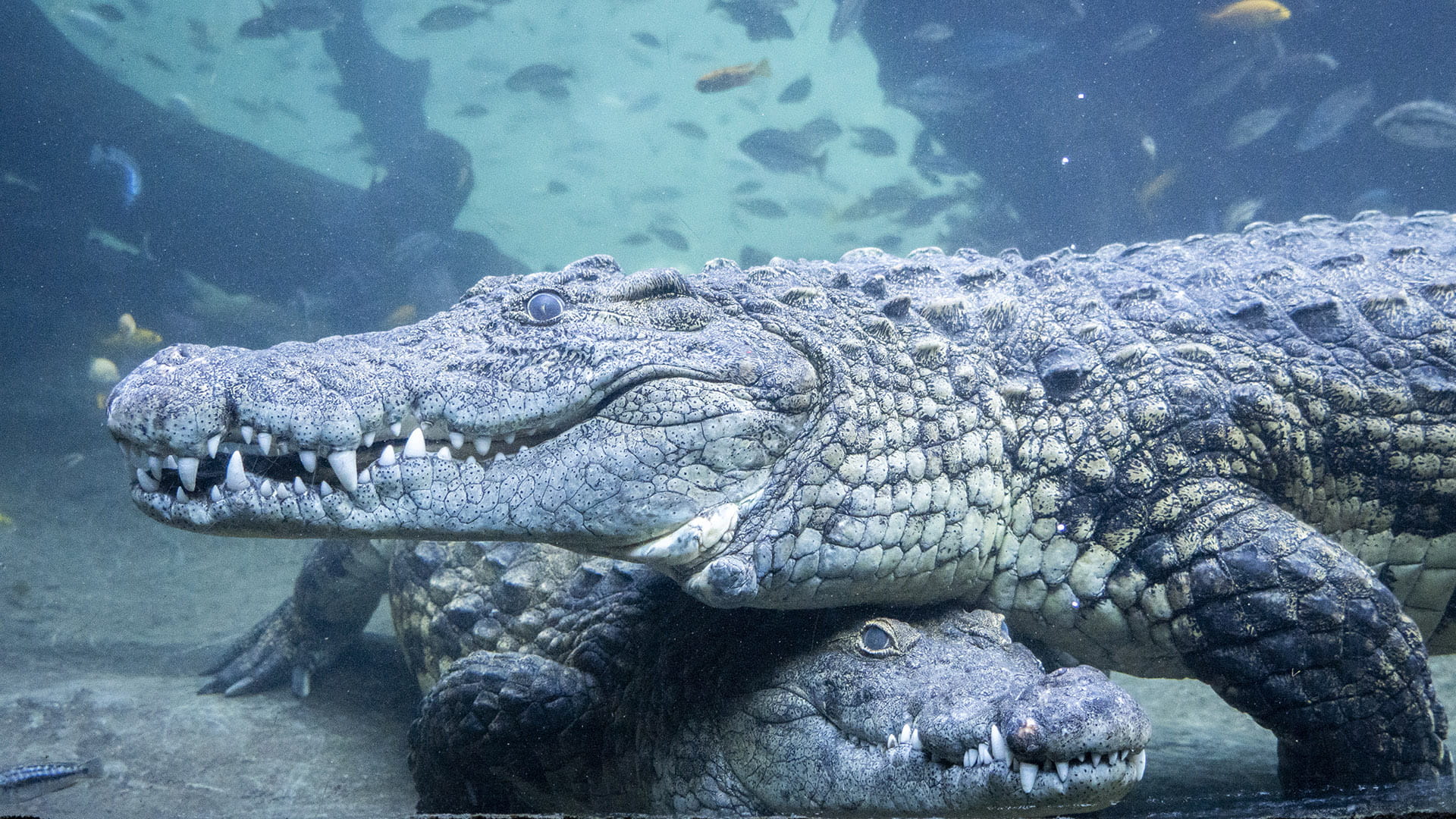 Cocodrilos del Nilo en BIOPARC Valencia Cocodrilos del Nilo en BIOPARC Valencia